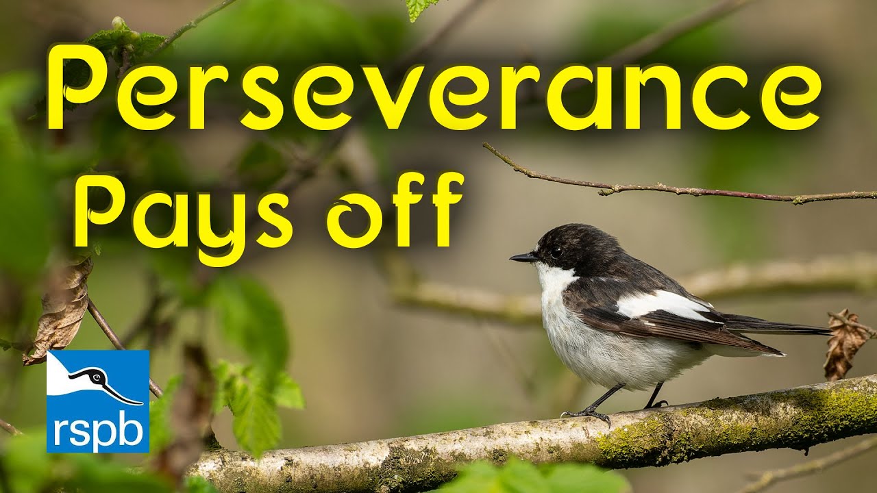 Great Photographs of Pied Flycatchers - Perseverance pays off
