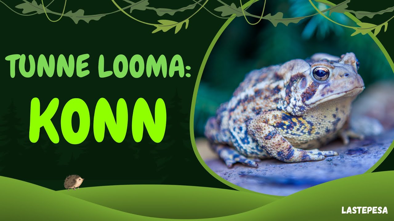 Tunne Looma: KONN