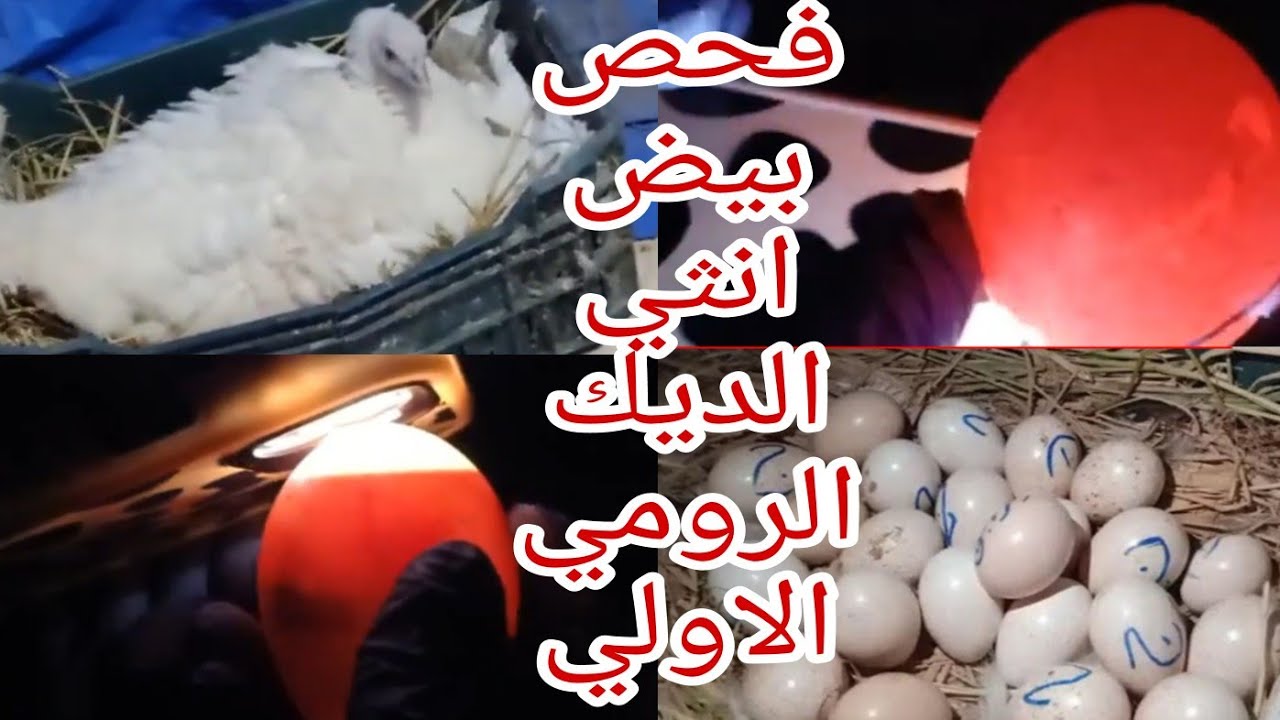 فحصت بيض انثي الديك الرومي الاولي 👍