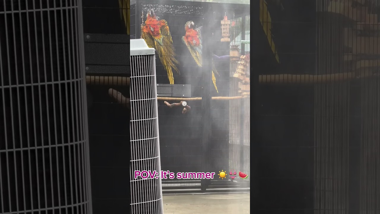 Summer is here!! #birblife #birds #parrot #birdmum #birbworld #lovingbirds