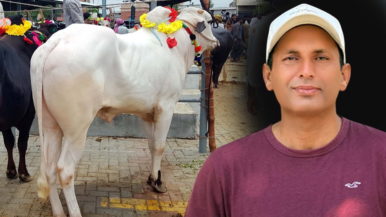 Gondal Mandi Livestock Buying Prices | Pakistan Village Gondal | Animal market in Punjab
