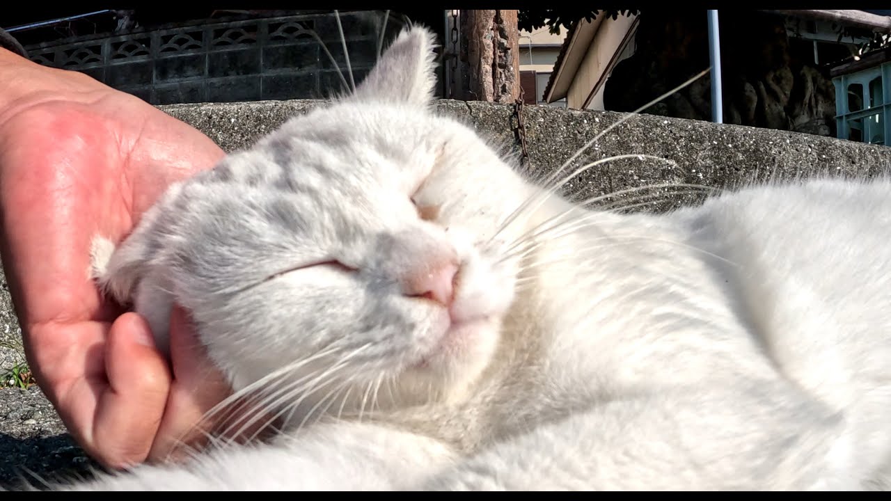 黒猫と白猫とタヌキ猫をナデると強烈に甘えてきてカワイイ