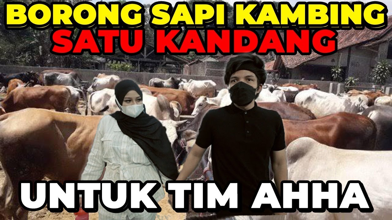 Mimpi JADI NYATA! Borong Sapi Kambing Sekandang Untuk Semua Tim AHHA