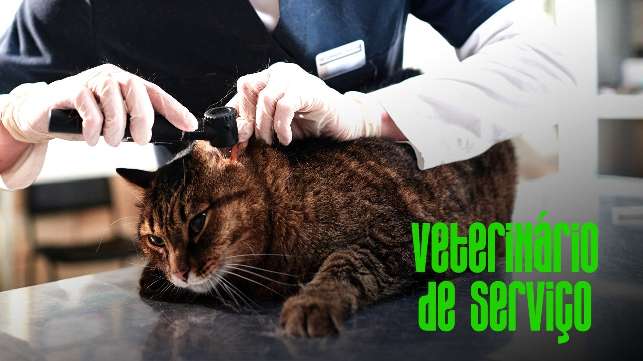 Infeções Urinárias em Gatos. O que fazer?