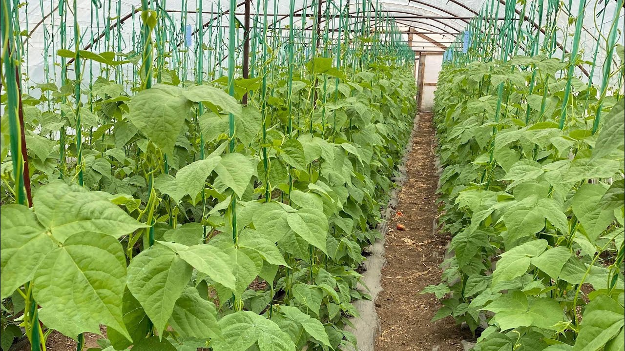 Cum au afectat temperaturile scăzute fasolea din solar/ ce urmează după fasole.