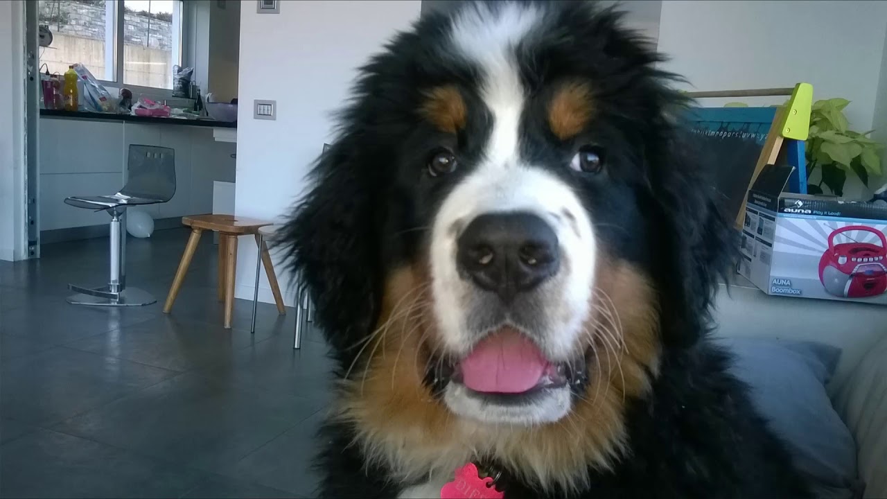 TI PRESENTO IL BOVARO DEL BERNESE Actor Dog DIESEL
