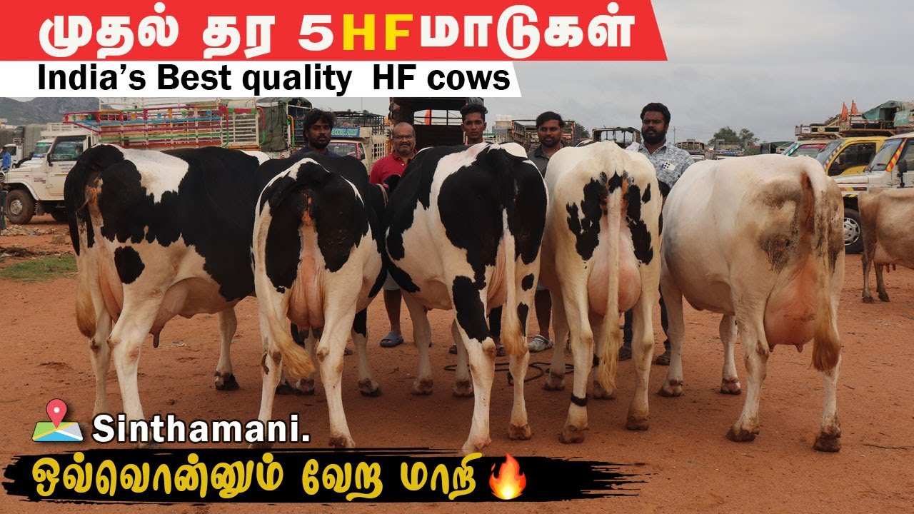 30 லி கறவைக்கொண்ட முதல் தர HF மாடுகள் | சிந்தாமணி மாட்டுச்சந்தை #erodegowtham #sindhamanicowsanthai
