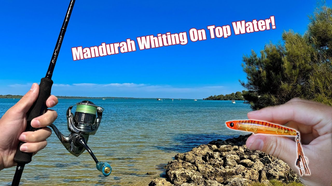 Mandurah Estuary WHITING on Top Water.. How HARD Can it Be?!