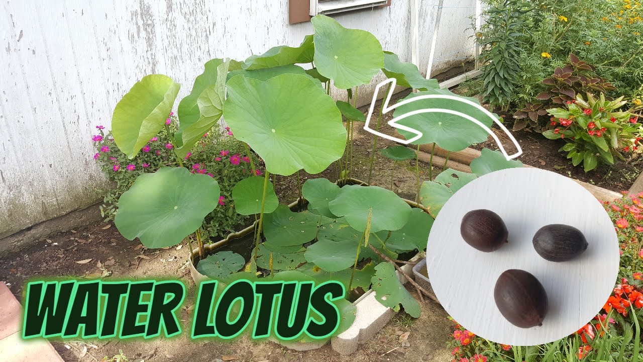GROWING WATER LOTUS FROM SEED FOR 4 MONTHS