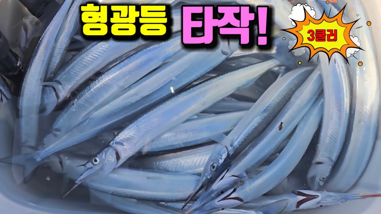 💥타작!!사이즈 미쳤다 하루종일 퍽퍽!!나오네요~형광등 학꽁치 타작!! 부남대여 함께 동출(#부남대여 #학꽁치 )