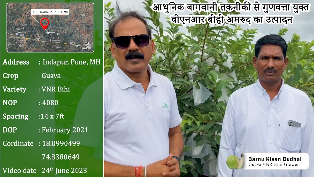 Qualitative production of VNR Bihi - Guava through latest Horticulture practices