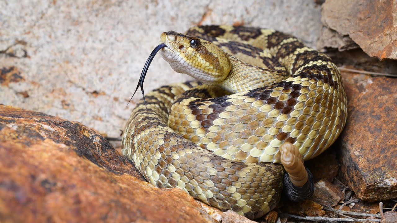 Herping Arizona 2024: Tons of Venomous Snakes