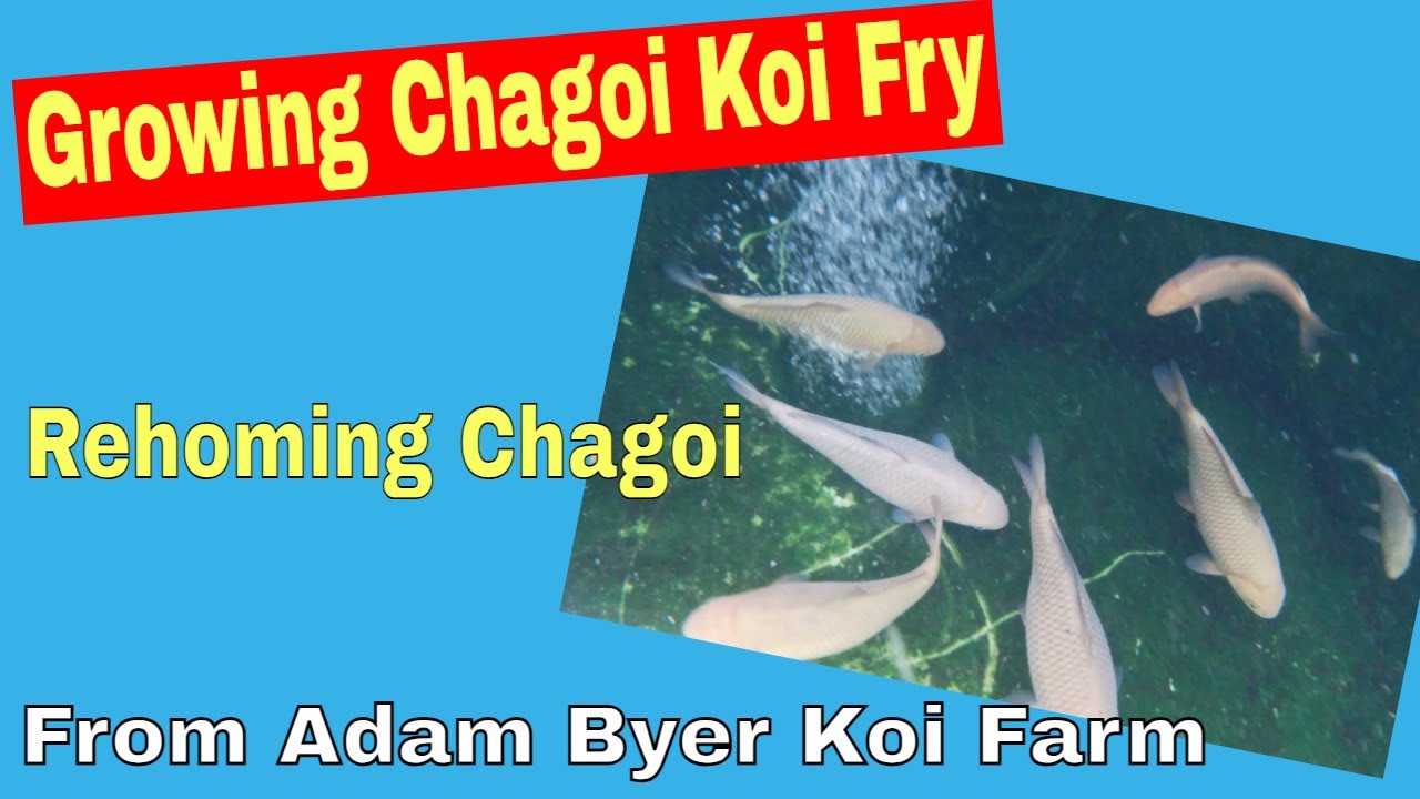 Growing Chagoi Koi Fry - Rehoming Chagoi From Adam Byer Koi Farm
