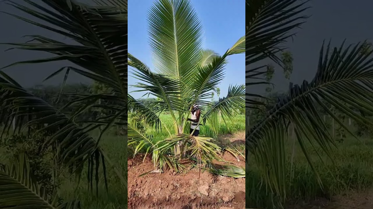 3 வருட தென்னமரத்துல இப்போதே சிறகு வந்தாச்சு! 😲🌴 5வது வருசத்துல காப்பு வரும் சிக்னல் Part 1 #coconut 
