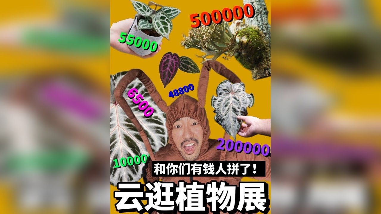 逛植物展，和逛花市到底有什么区别？ 没来的朋友们！跟着我的视频一起云逛吧！！！