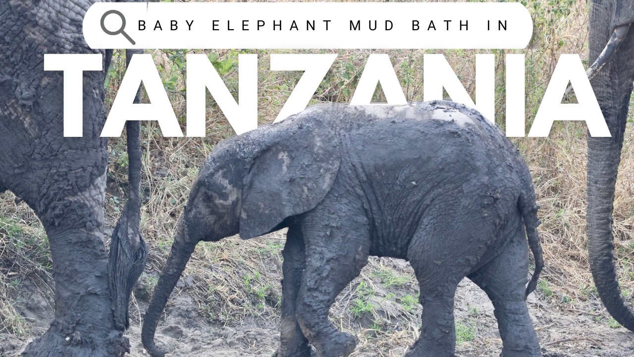 Baby Elephant Mud Bath in Tarangire National Park in Tanzania