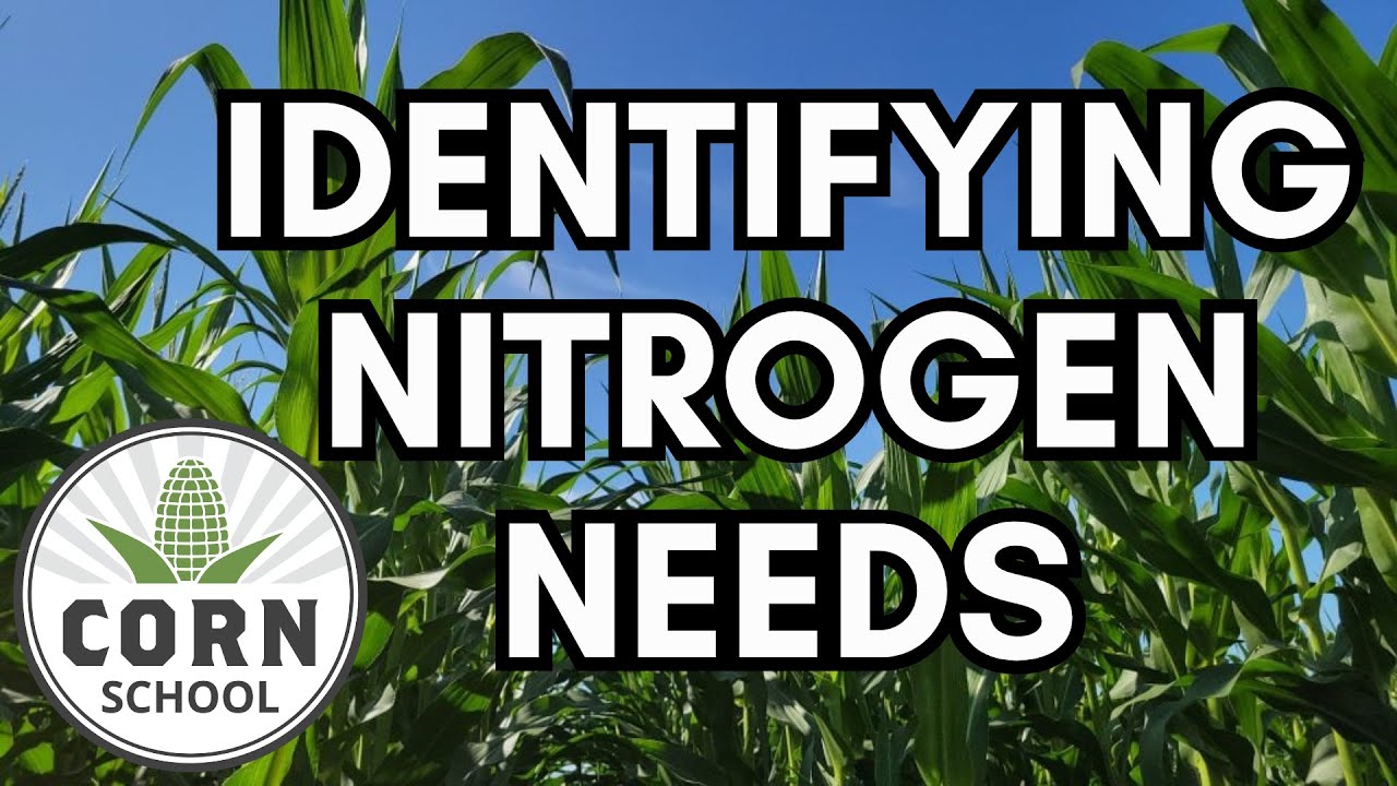 Corn School: Which leaf identifies nitrogen needs?