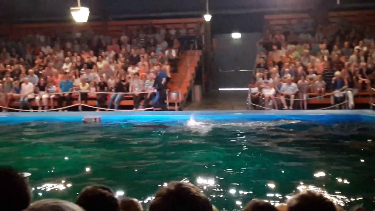 Zeeleeuwenshow Ouwehands Dierenpark 17/07/2016
