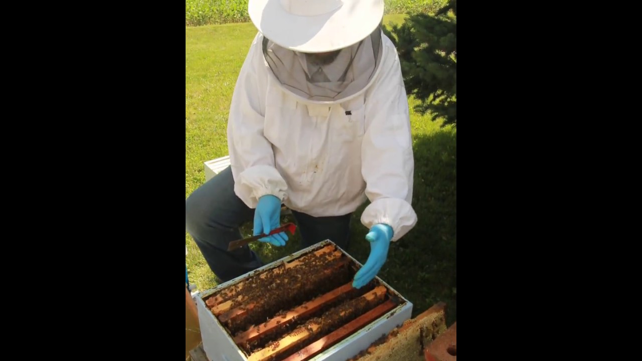 Beekeeping OTS (On The Spot)  Queen Rearing Workshop with Jamie Walters - Part 2