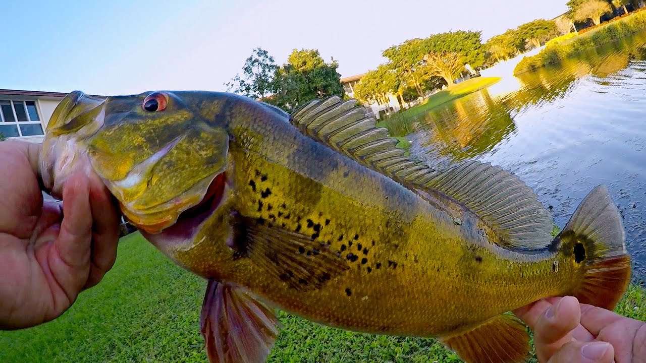 SURPRISE Last Fish the Decade!!! (Bass Fishing in Florida Ponds)