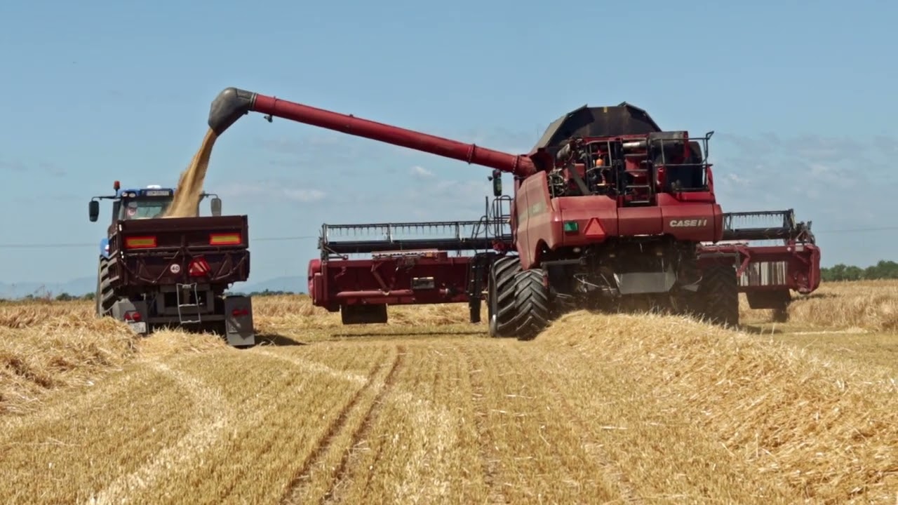Harvest  barley  Slovakia  2025