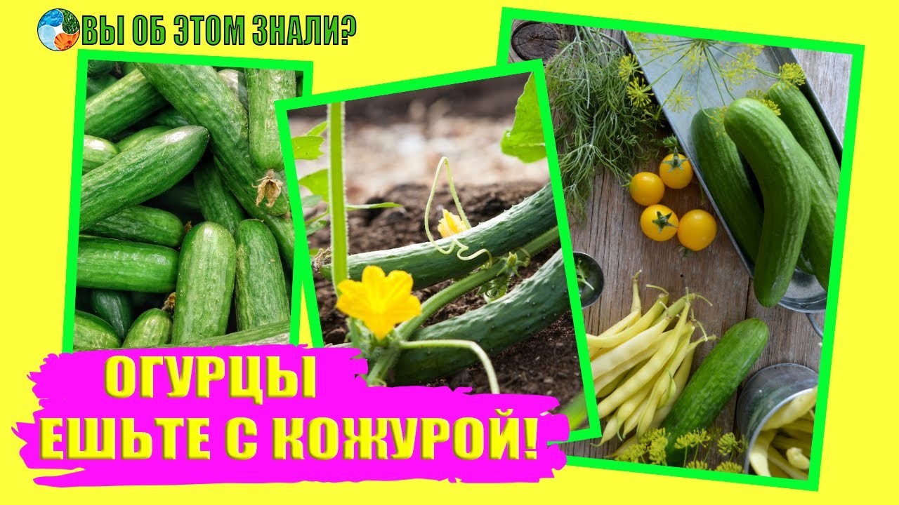 Огурцы ешьте с кожурой!
