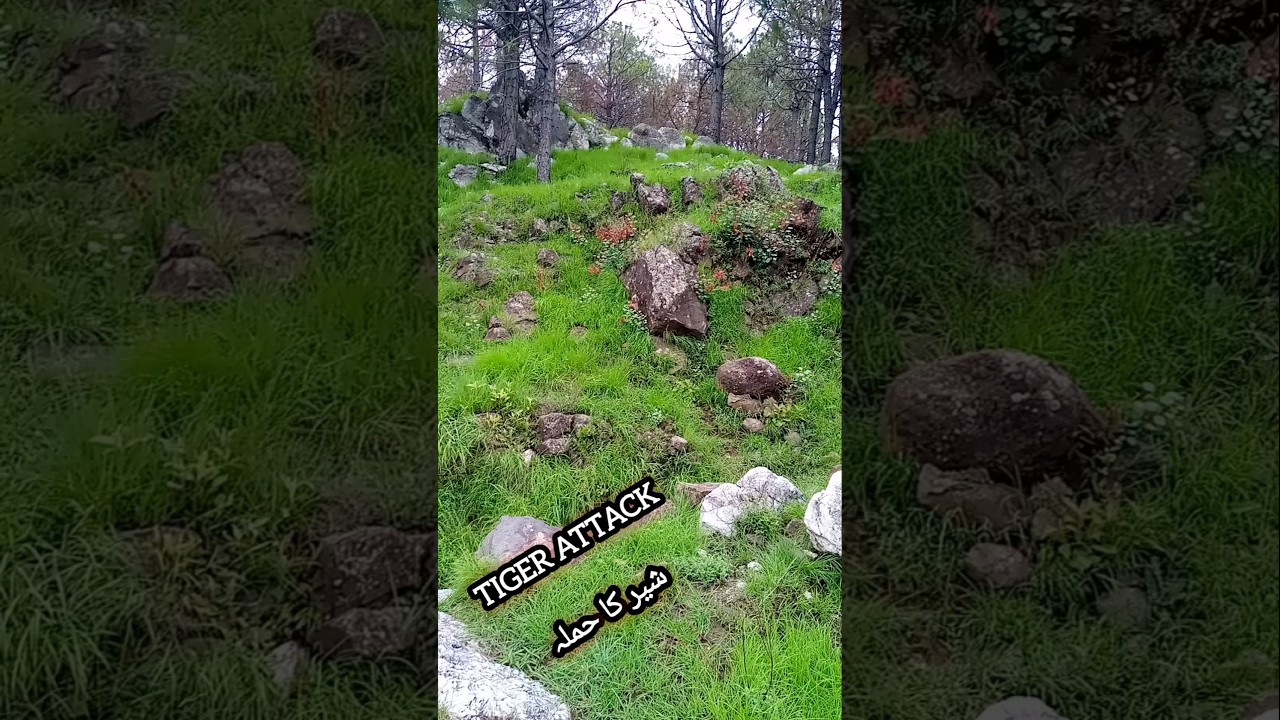 tiger lion attack views
