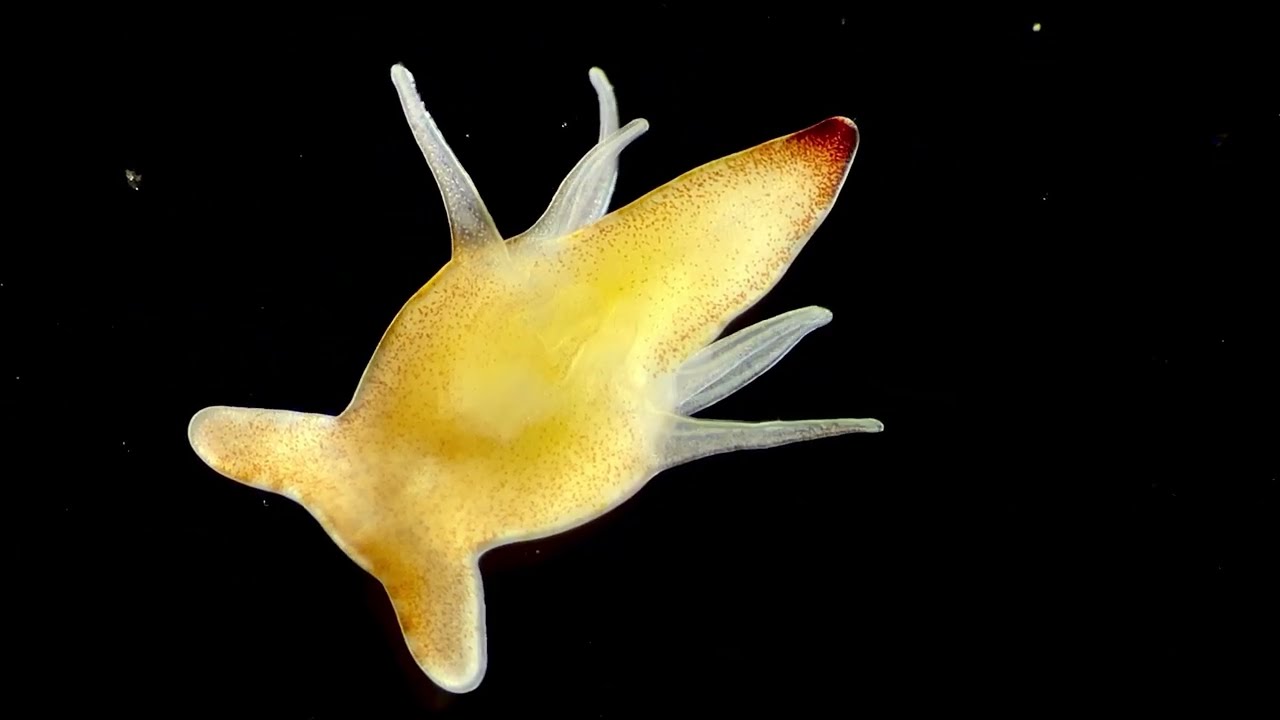 Tiny (1-5 mm) marine animals from Indonesia, Bali and The Lombok Strait