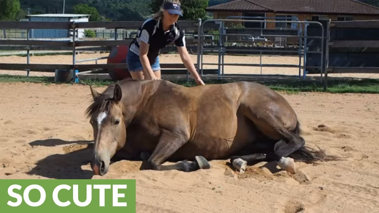 Clever horse rolls over for belly scratch