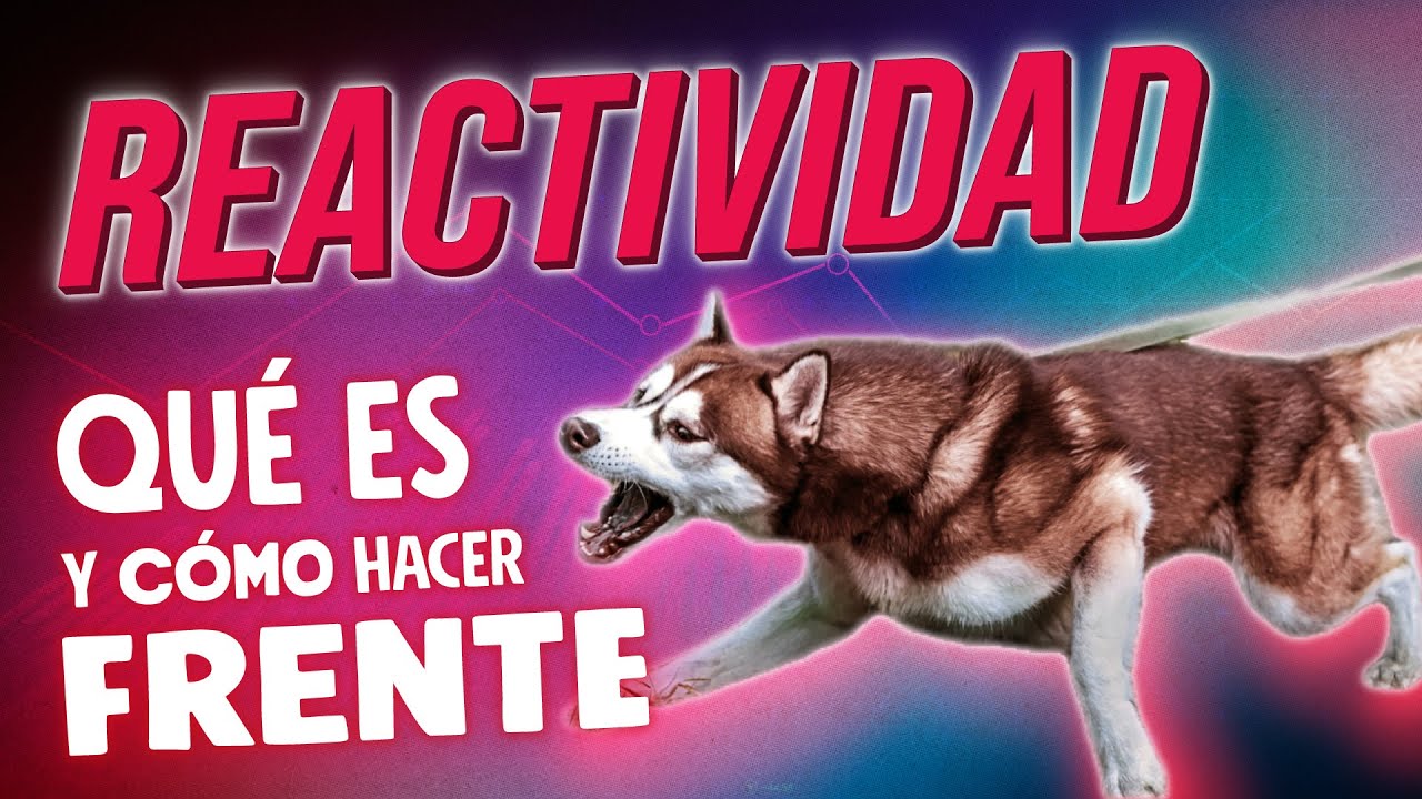 REACTIVIDAD en PERROS [porqué lo hace y CÓMO SOLUCIONARLO] #educacioncanina #adiestramientocanino