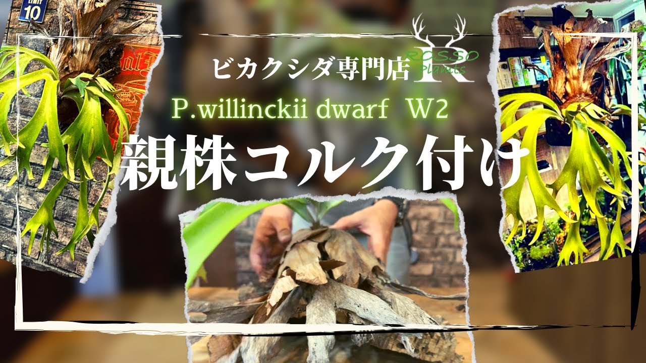 ビカクシダ親株をコルクに巻きます/仕立て/板付け【P.willinckii  dwarf  W2】