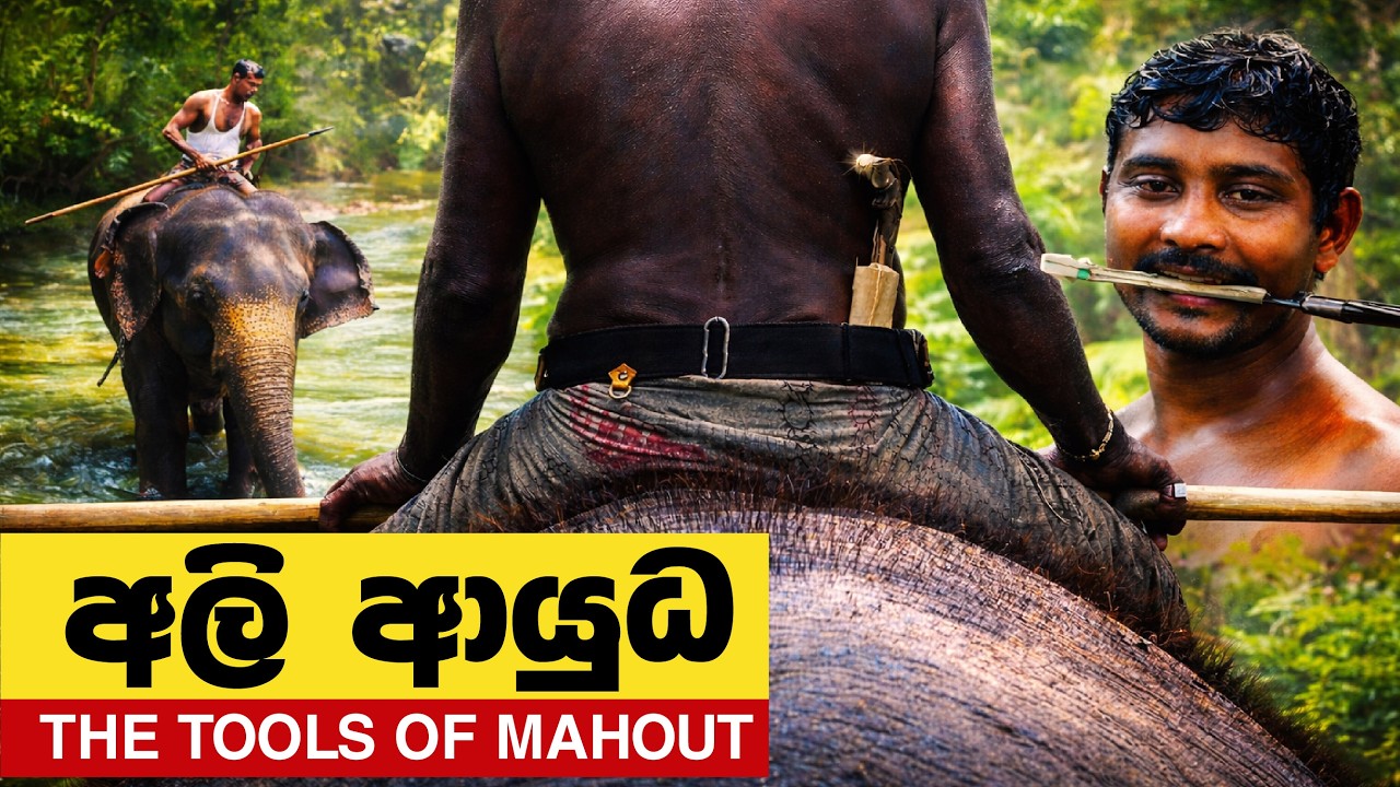 අලි ආයුධ | Elephant handling tools used by Mahout | Elephant Love  @MachangCeylonians