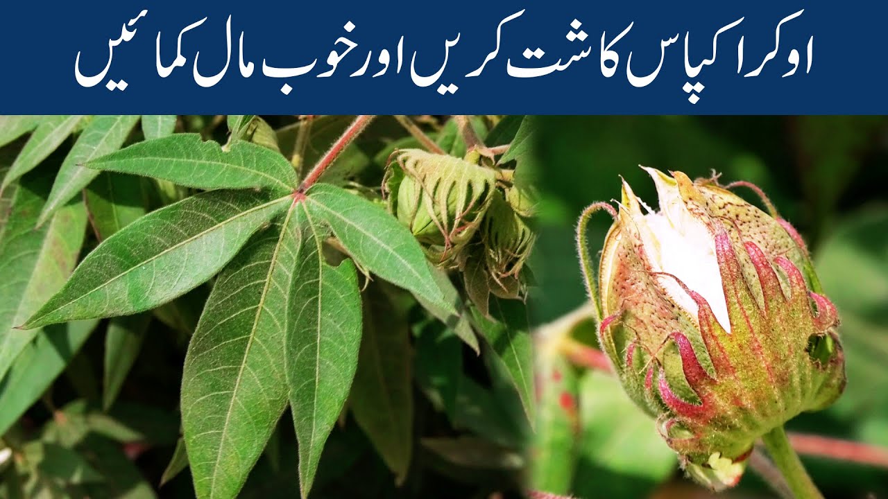 Okra Kapas Kasht Kren aur Khob Maal Kamayen