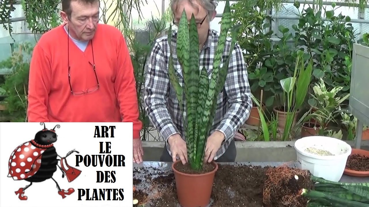 Conseils jardinage: sansevieria trifasciata: comment faire la Culture et division:  Plante verte