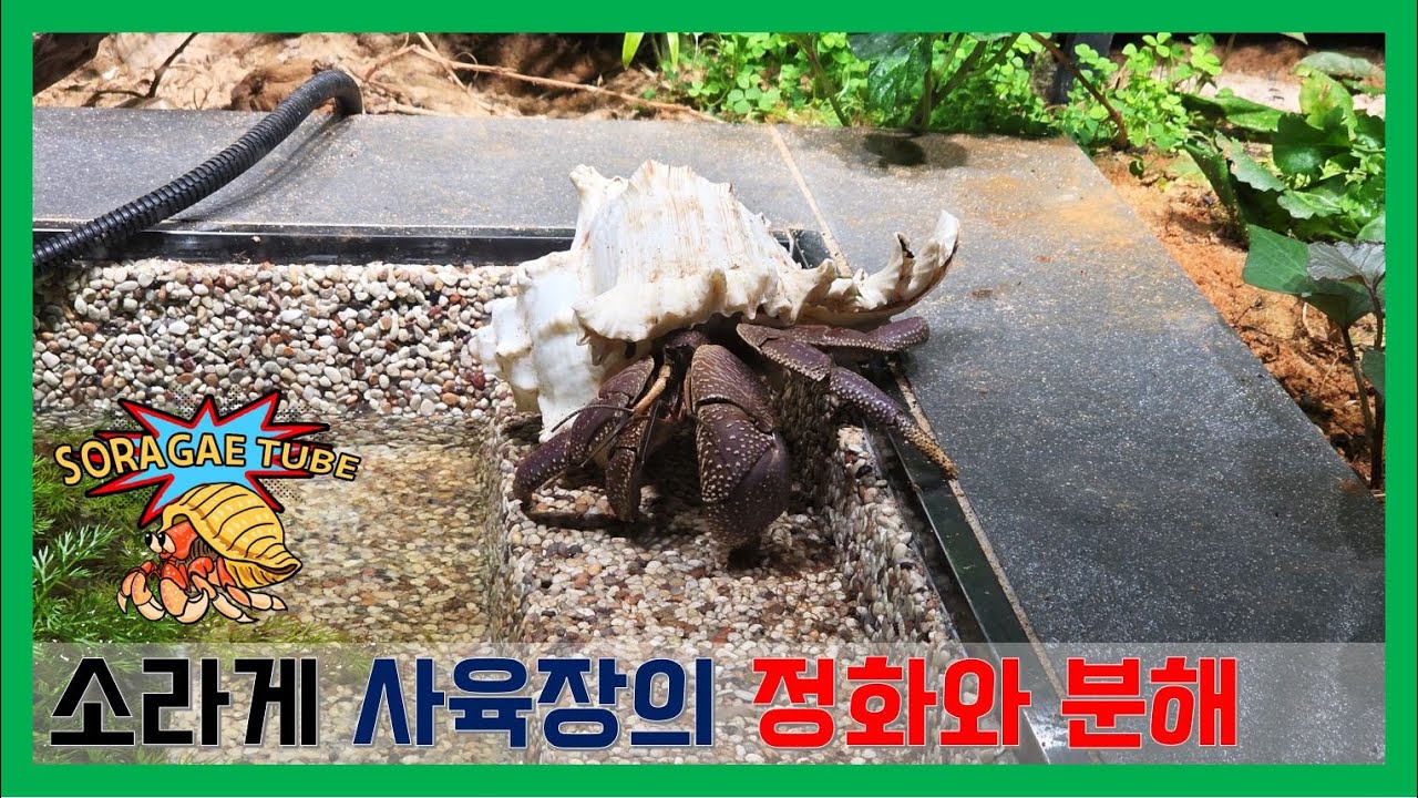 소라게 사육장의 정화와 분해