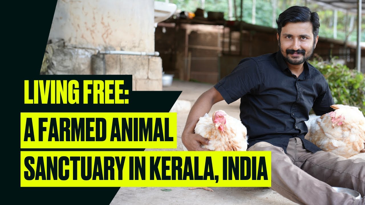 Living Free: A Farmed Animal Sanctuary In Kerala, India