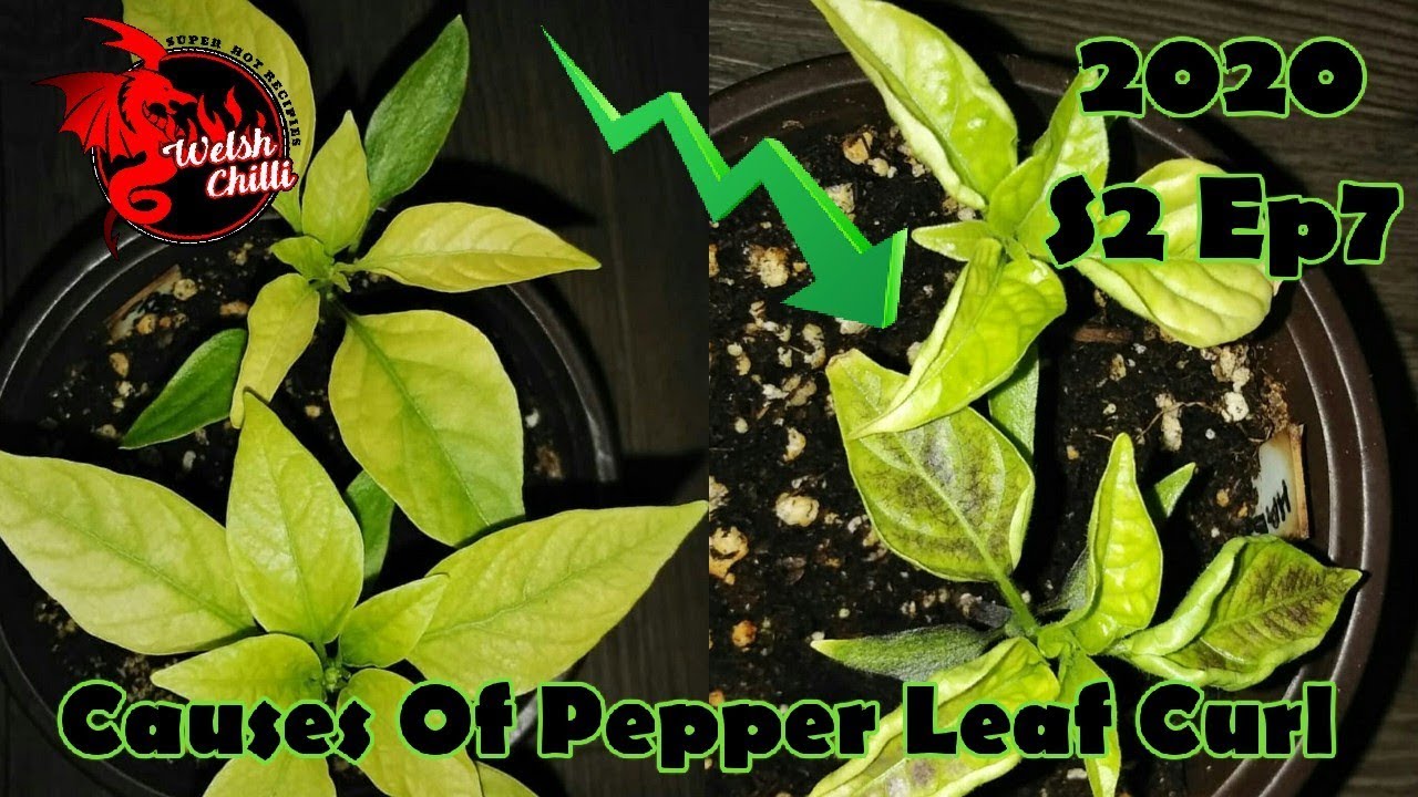 CAUSES OF PEPPER LEAF CURL and Chilli Leaf Curl Treatment