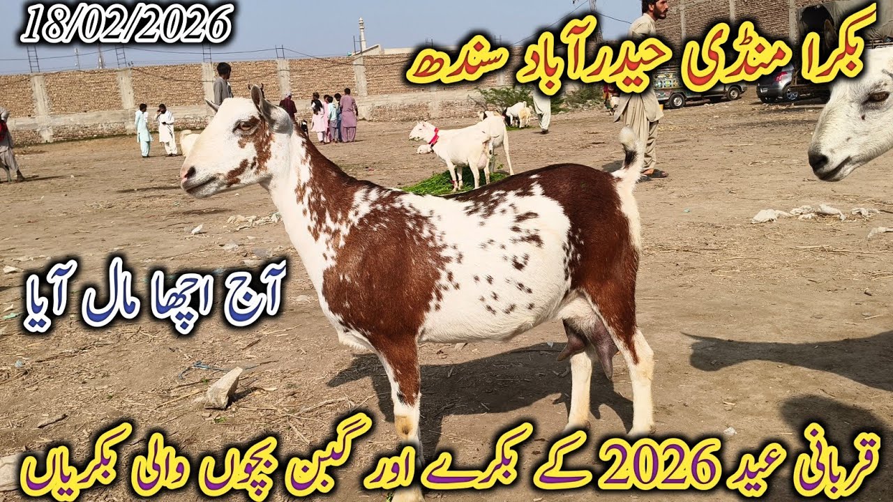 Bakra Mandi Hyderabad | Latest update Today | Qurbani Eid 2026 | patari barbari goat | 18/02/2026