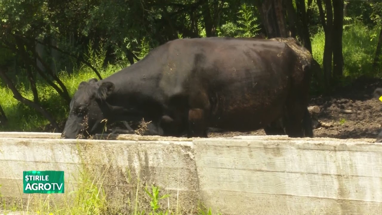 Genetică de top Black Angus, &icirc;n Rom&acirc;nia 14 06 2023