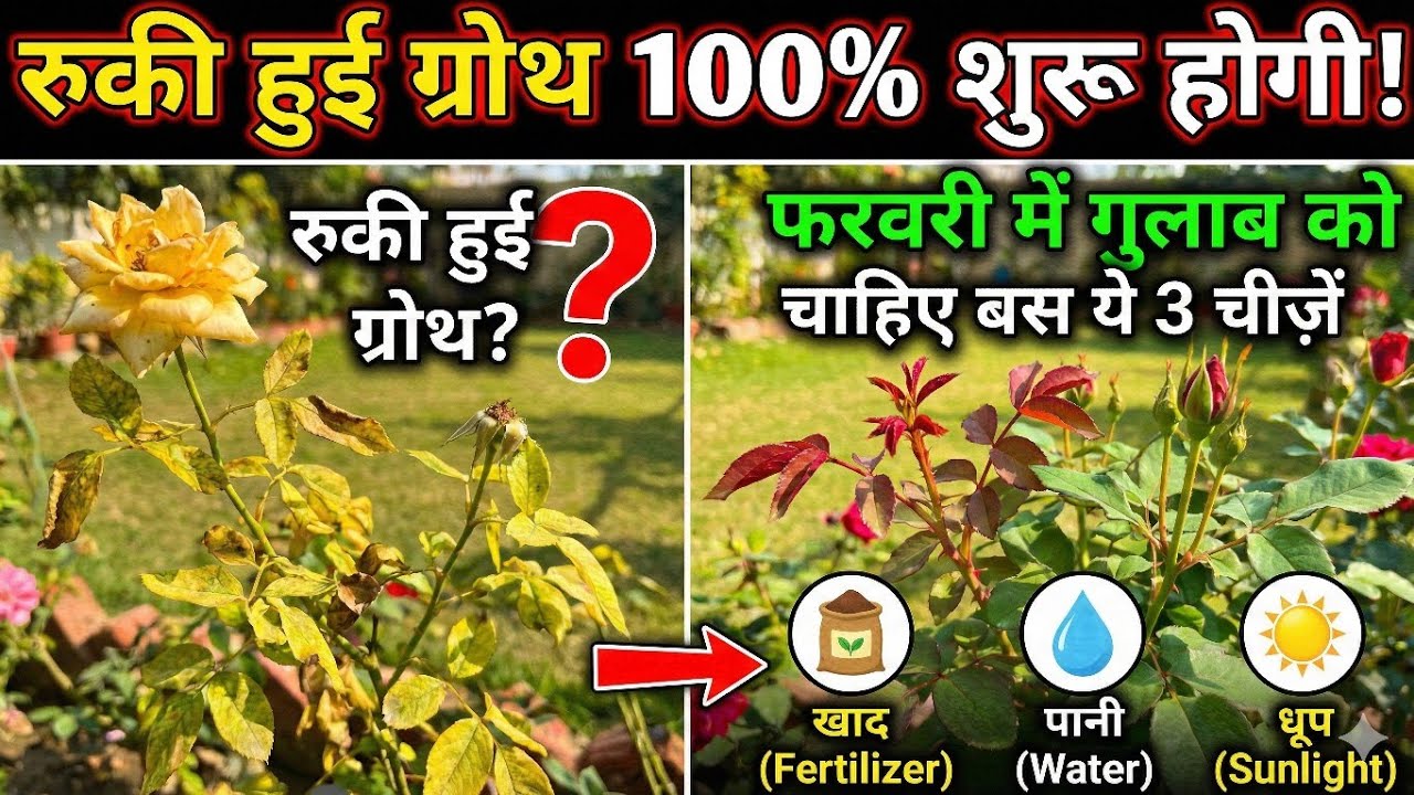 रुकी हुई ग्रोथ 100% शुरू होगी! फरवरी में गुलाब को चाहिए बस ये 3 चीज़ें