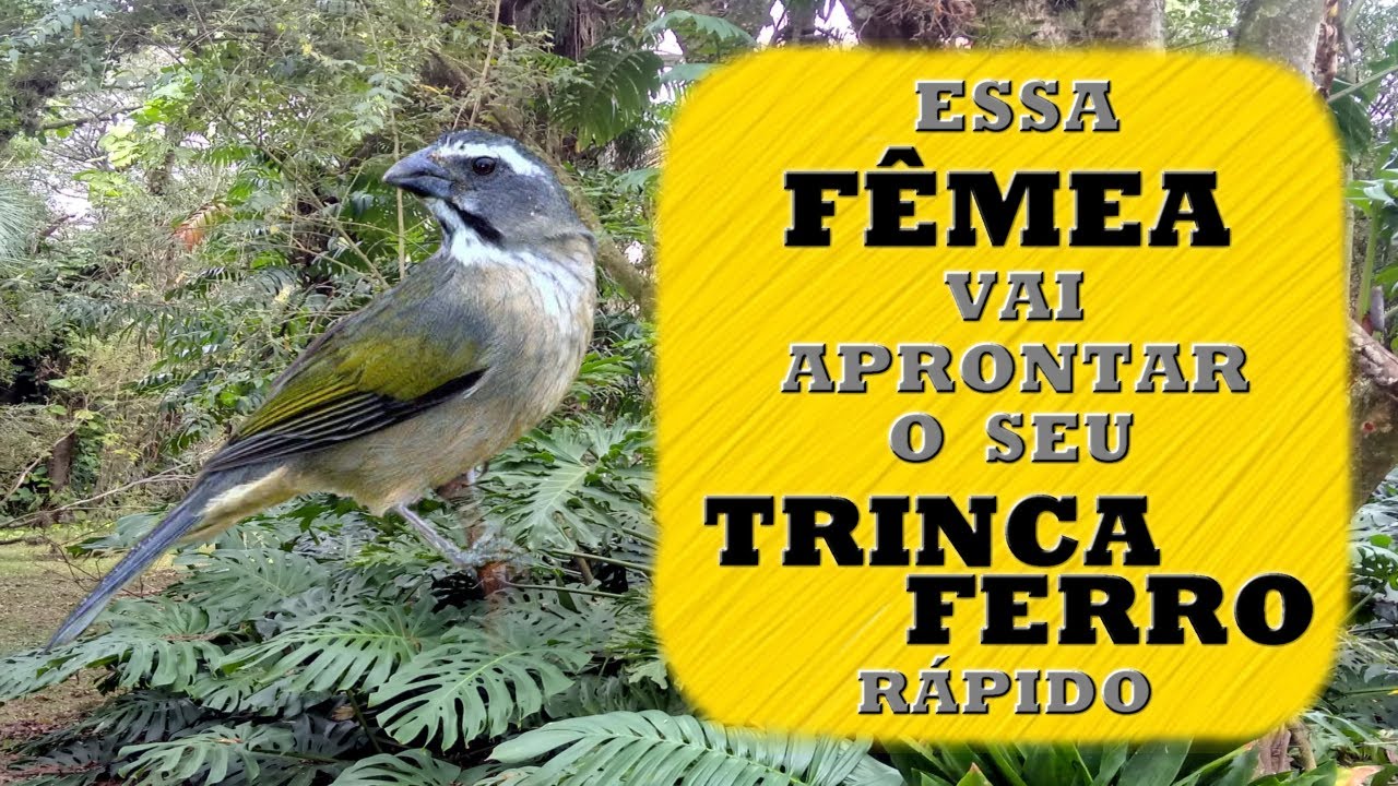 FÊMEA DE TRINCA FERRO CHAMANDO E PIANDO PARA ESQUENTAR