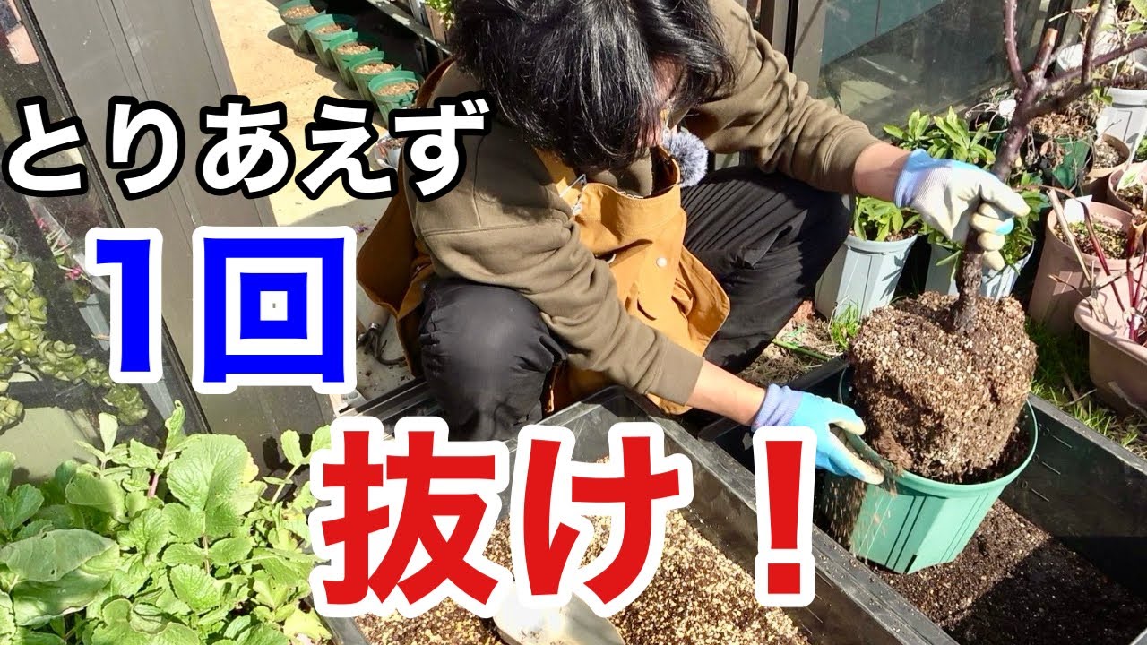 落葉樹を鉢植えしてる方は今すぐこれはやっておいた方がいい　【園芸超人カーメン君】