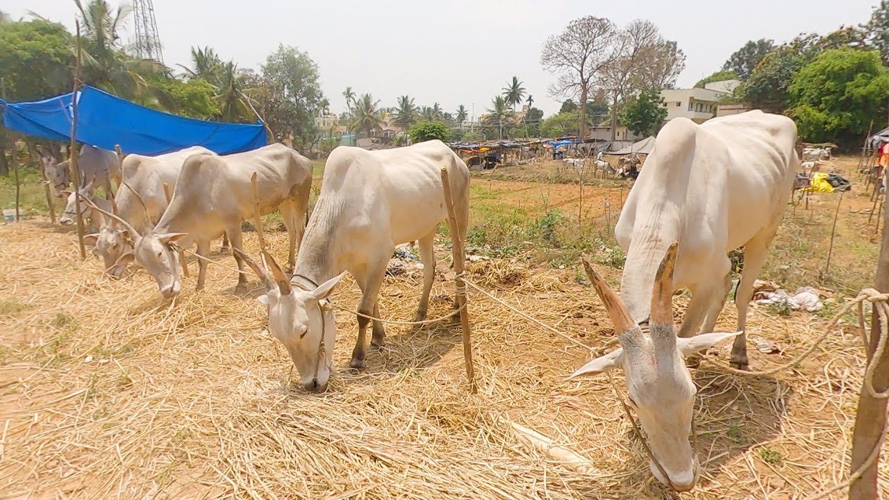 Magadi cattle fair 2022 Part 2
