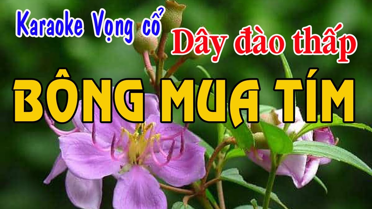 Karaoke vọng cổ BÔNG MUA TÍM - DÂY ĐÀO THẤP