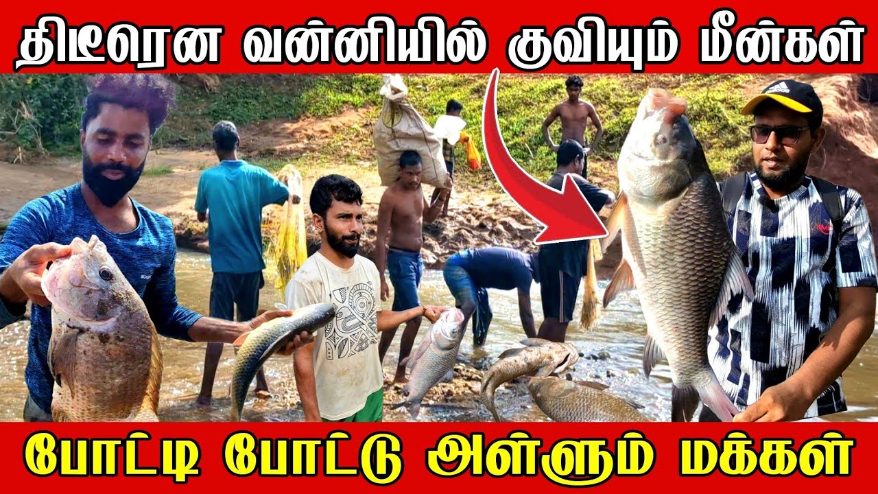திடீரென வன்னியில் குவியும் மீன்கள் | போட்டி போட்டு அள்ளும் மக்கள்