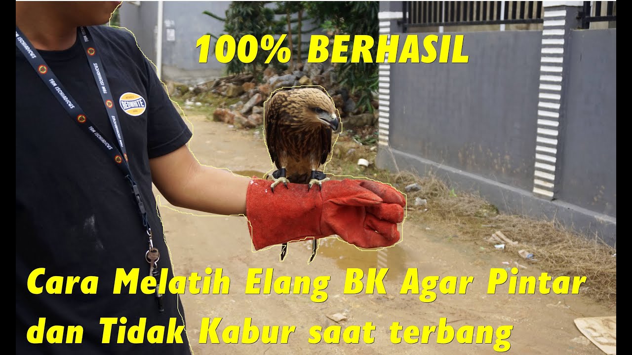 Cara Melatih Elang BK(Black Kite)Mening- FOF - JTTF- Up & Down-FTTF -FF SOARING Dari Anakan - Dewasa