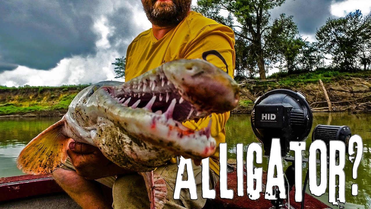 GOT TEETH?? Alligator Gar: Trinity River, Texas - Northwoods Angling