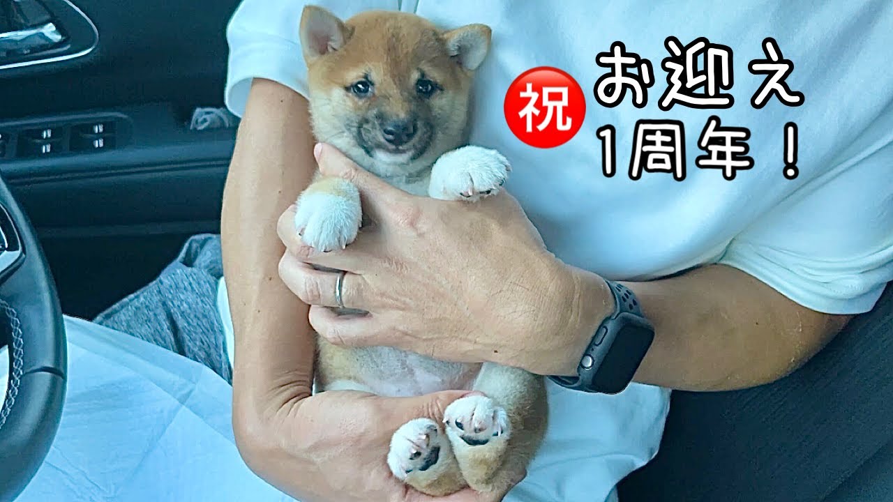 【まとめ動画】かわいすぎる子犬をお迎えして1年が経ちました