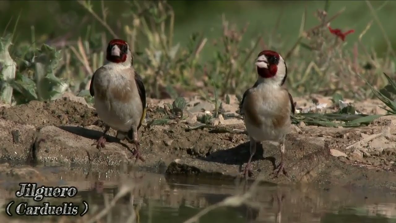 Aves de la península Ibérica . 🦅🪺🪶🌲🌳