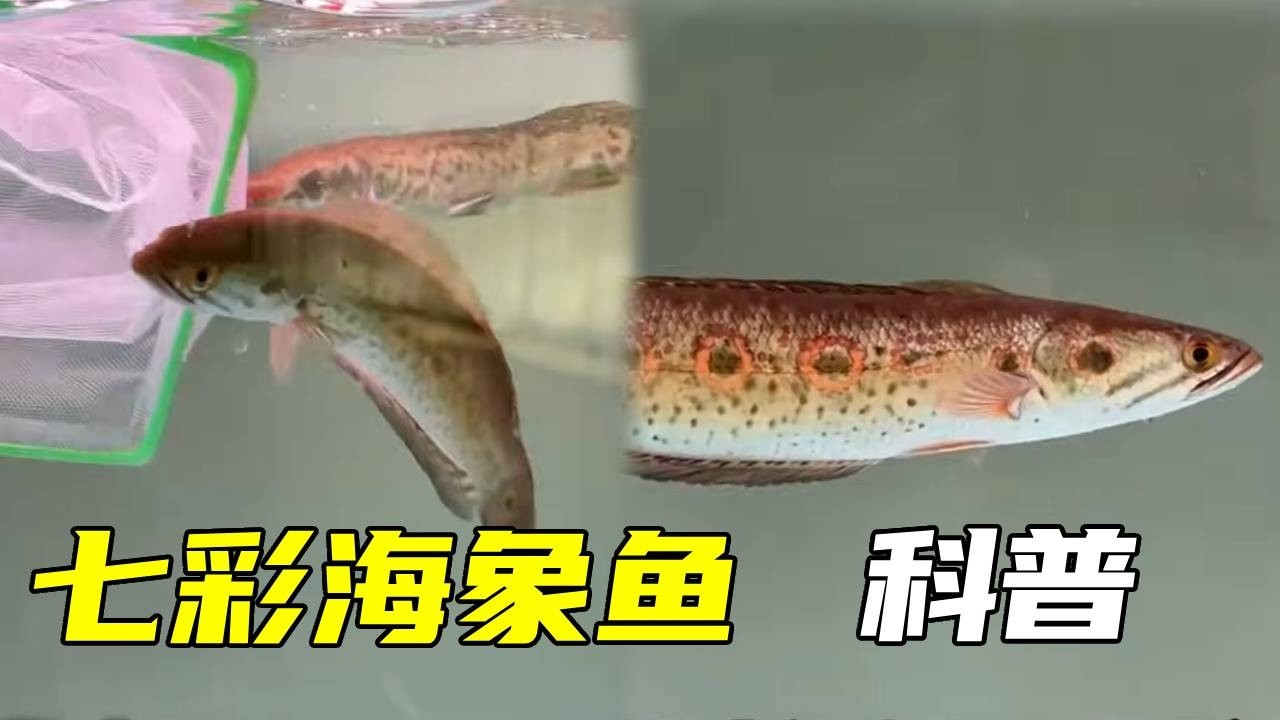 七彩海象鱼科普！来自苏门答腊的凶猛 “彩虹杀手”，快来一起看看！【鲁伟学长】